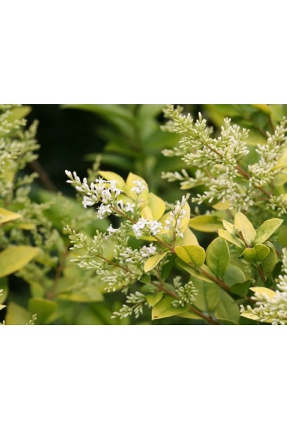 Декоративное цветение бирючины Vicaryi